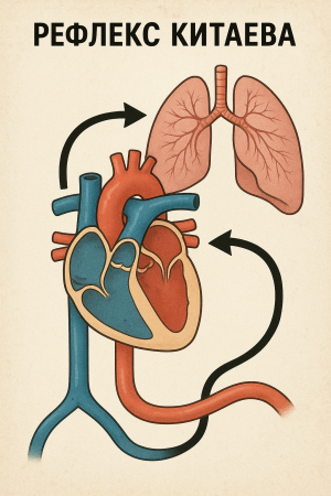Рефлекс Китаева