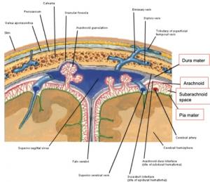 Ворсины и местные разращения паутинной оболочки