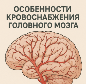 Особенности кровоснабжения головного мозга