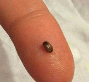 Поражение рыбных продуктов личинками жука кожееда